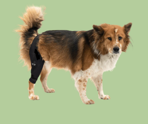 Picture for category Back On Track